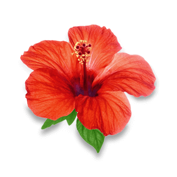 Hibiskusblütenpulver